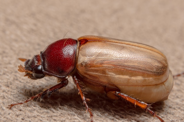 Close up photos Cockchafer