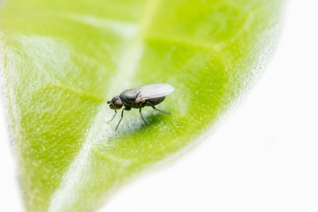 Крупный план фотографии Drosophila