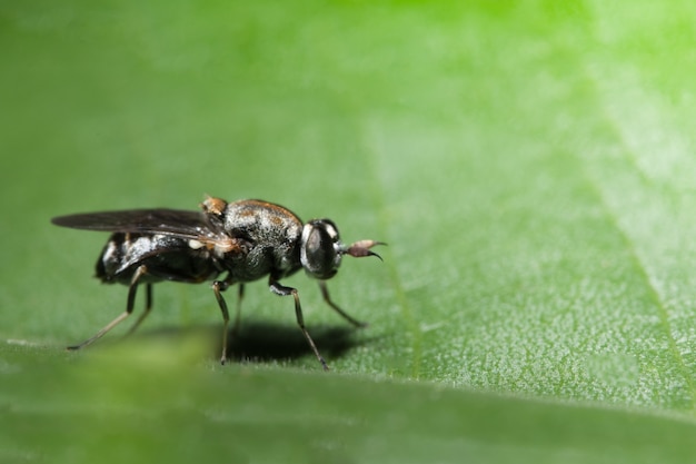 Chiuda sulle foto della mosca della frutta