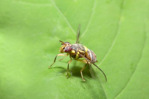 Close up photos of fruit fly