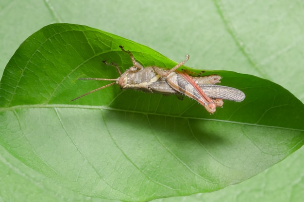 Close up photos of locusts