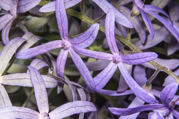 Foto primo piano foto petrea volubilis