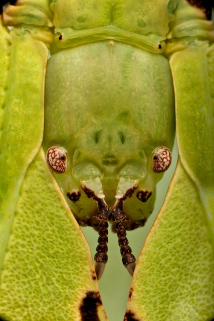 Photo close-up of phyllium giganteum, leaf insect walking leave, phyllidae