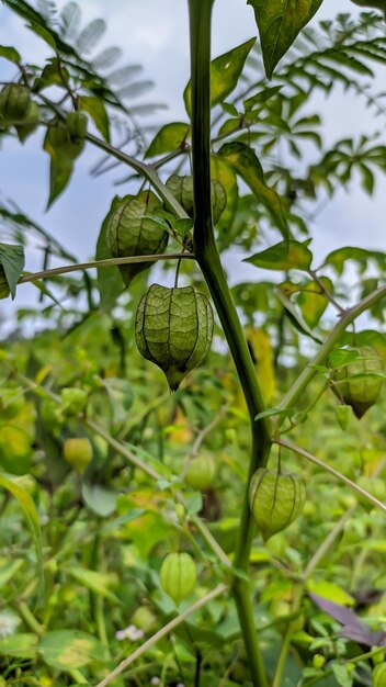 Крупный план растения Physalis peruviana