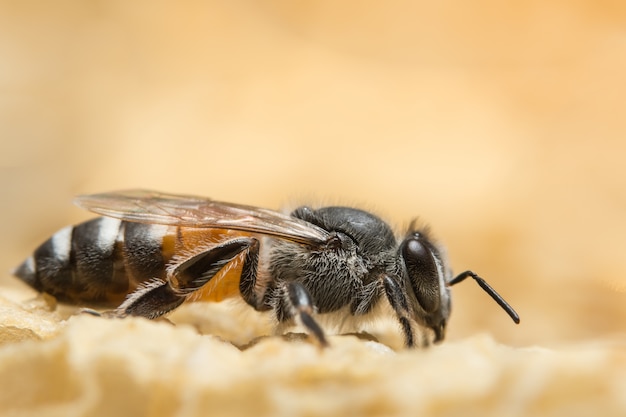 Close up picture of bee in beehive