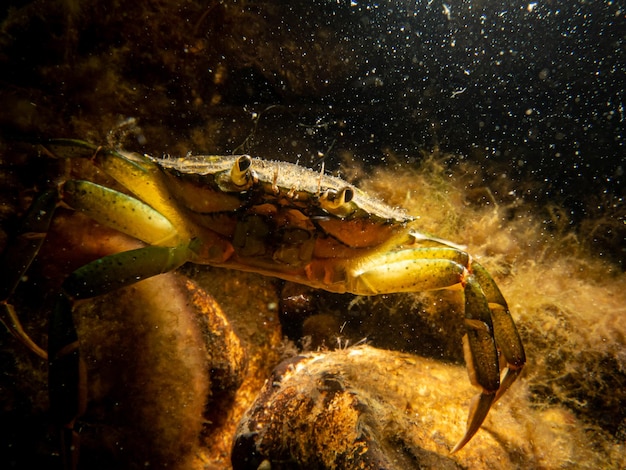 Photo a close-up picture of a crab among seaweed