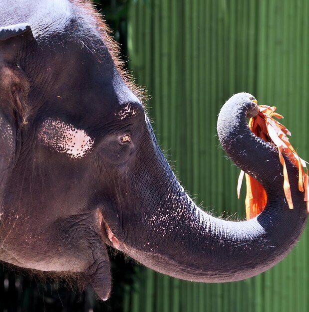 Foto immagine ravvicinata di un elefante nel mondo dei safari di bangkok