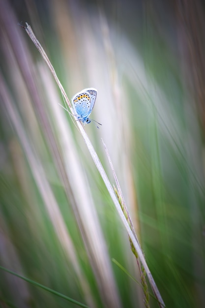 Close up picture from a nice common blue butterfly on the meadow