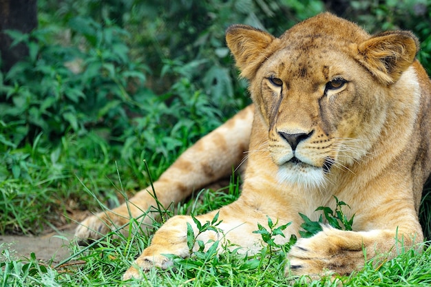 Close up foto di un leone. un ritratto di una leonessa che si rilassa sull'erba