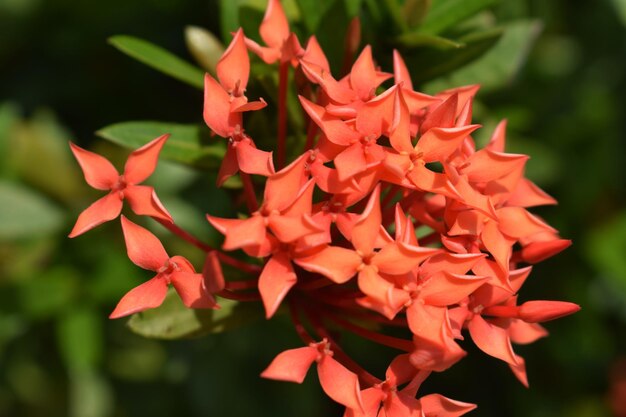 写真 ミルクウィードの花を近距離で撮る