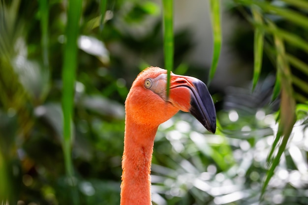 ピンクのフラミンゴのクローズアップ写真