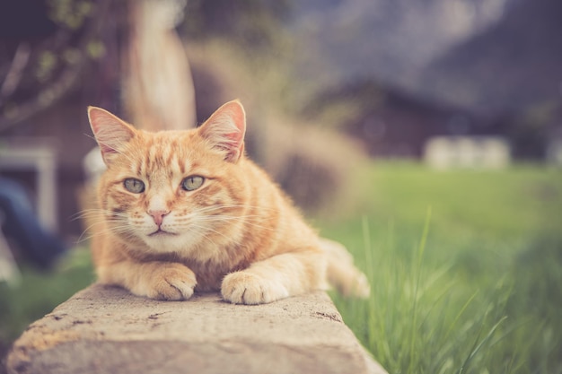 庭でリラックスした赤いぶち猫の写真を閉じる