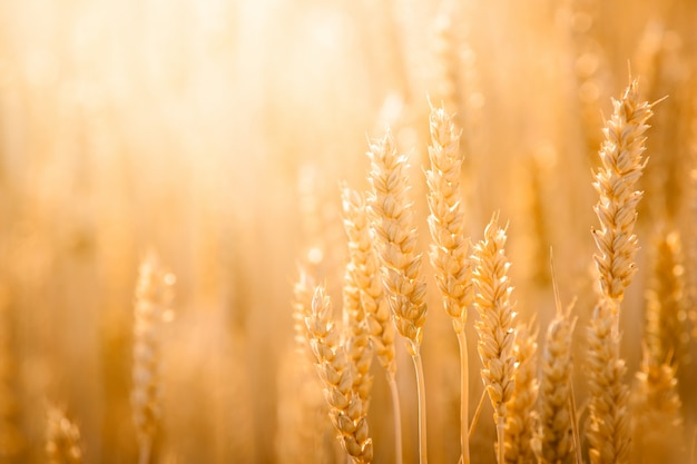 Photo close-up picture of ripe golden wheat under bright evening light in the field