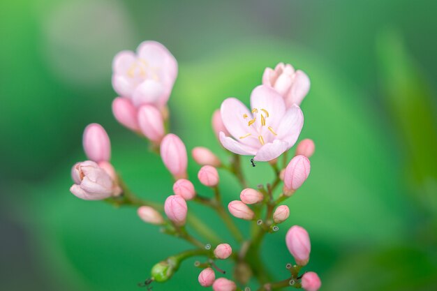 小さなピンクの花と黒いアリのクローズアップ写真