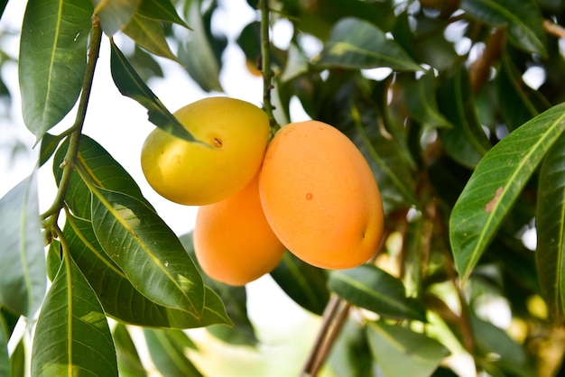 close-up picture of thai plango on the tree thai fruit