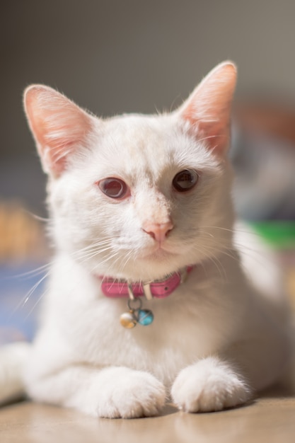 Chiuda sulla maschera di un gatto bianco che si trova sul pavimento.