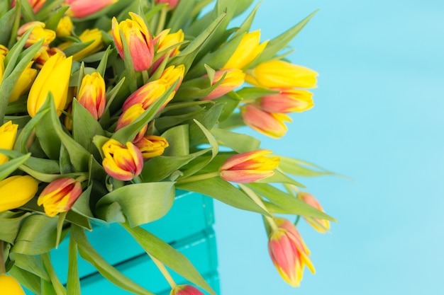 Close-up picture of yellow tulips on blue wall