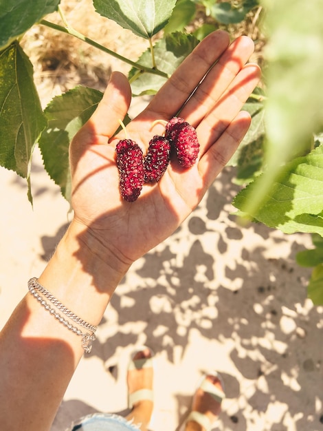 The close up picture of a young woman39s hand holding mulberry berries on her palm with green leaves on the background a fresh crop of mulberries from the tree