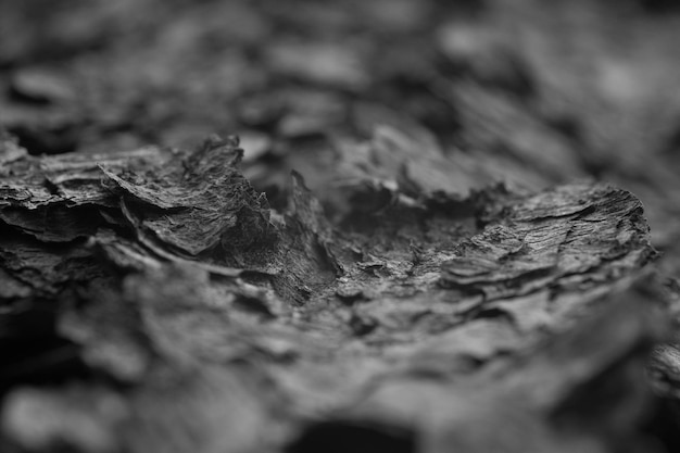 A close up of a piece of wood with a black background.