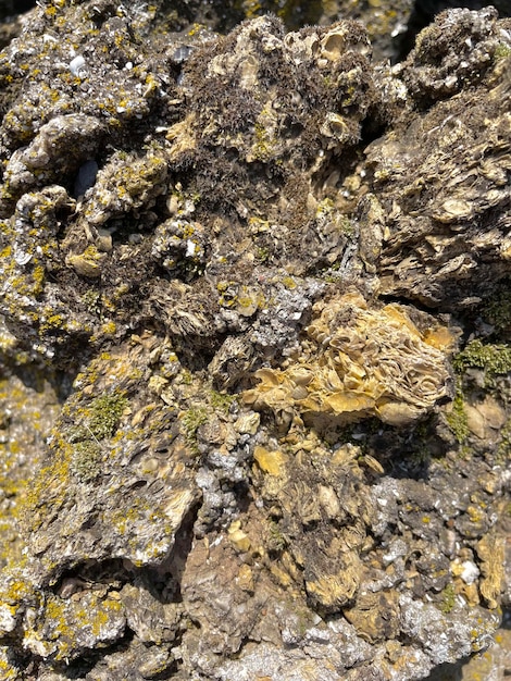 A close up of a piece of wood with lichen on it