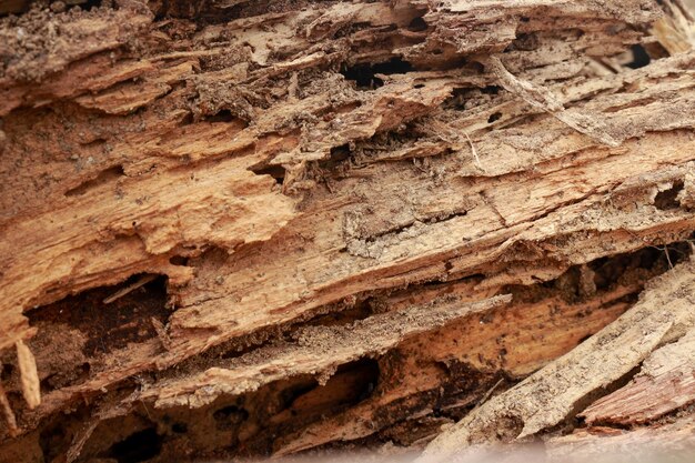 Photo a close up of a piece of wood with the word tree on it.