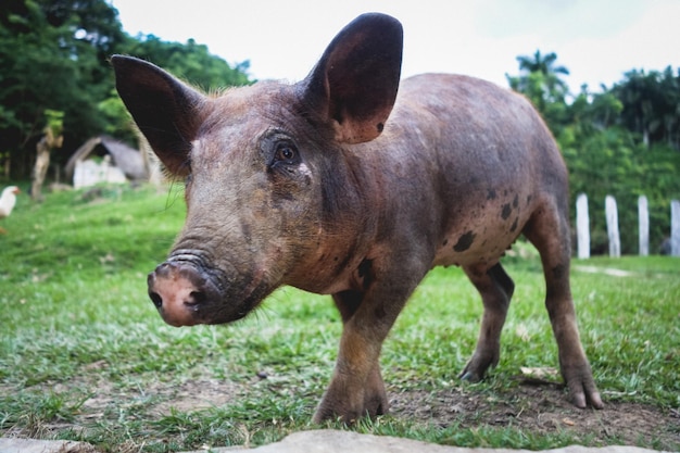 Close-up of pig on field