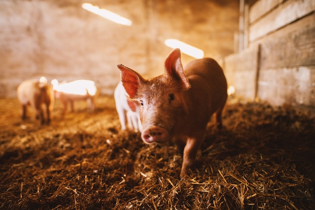 Close-up of a pig playing in a pigsty. Group of pigs.