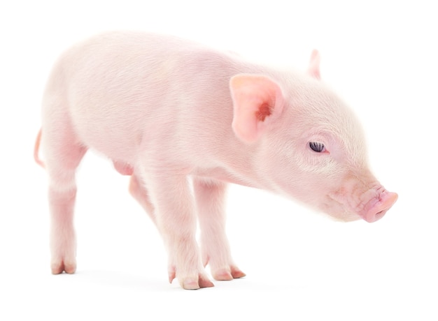 Close-up of a pig on a white background