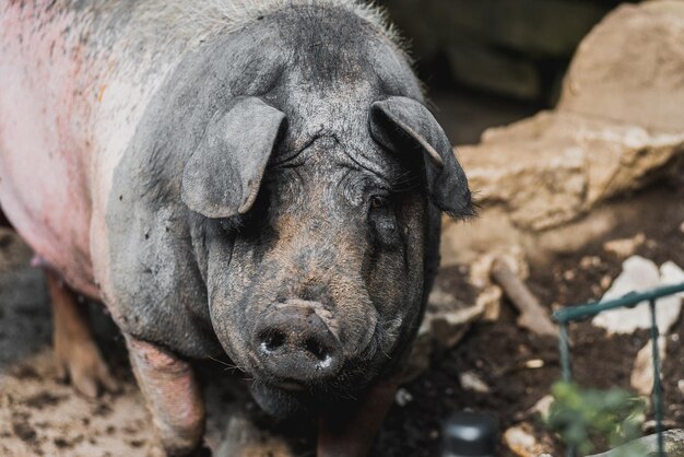 Photo close-up of a pig