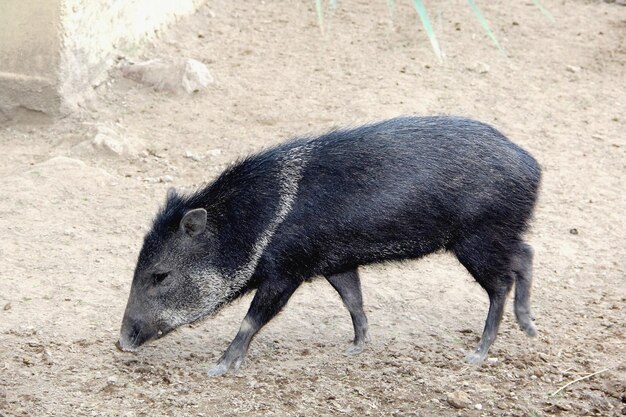 Photo close-up of pig
