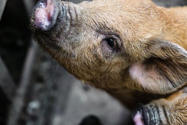 Close-up of a pig.