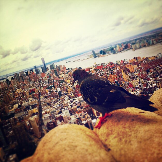 Photo close-up of pigeon against cityscape