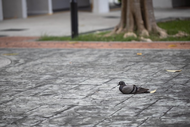 Photo close-up of a pigeon bird on footpath