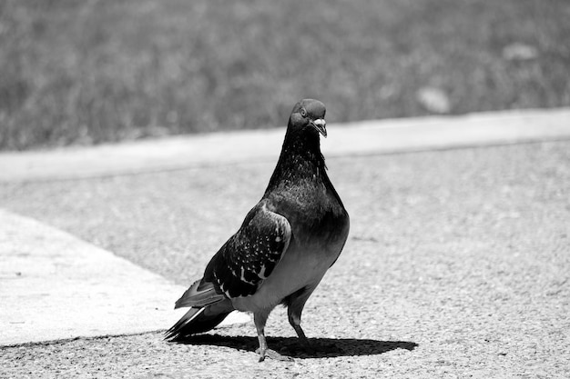 Photo close-up of pigeon on field