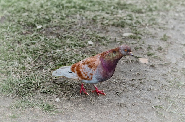 Photo close-up of pigeon on field