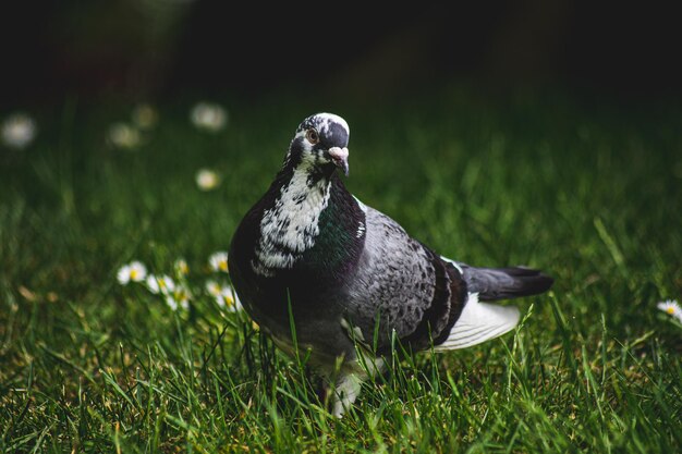 Close up of pigeon on field