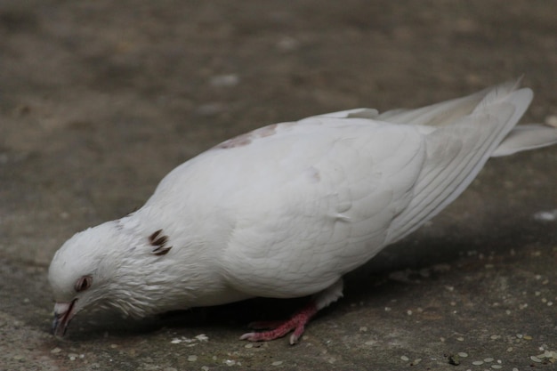 Close-up of pigeon on footpath