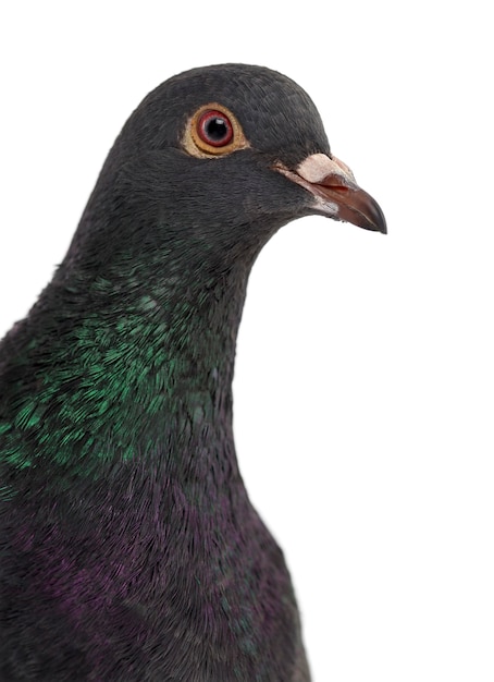 Close-up of a Pigeon isolated on white