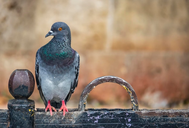 Photo close up pigeon in nature