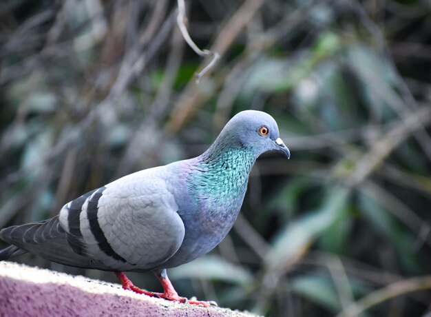 Photo close-up of pigeon perching on branch