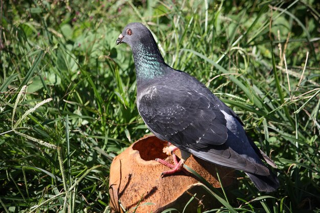 Photo close-up of pigeon perching on a field