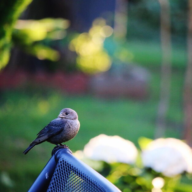 Close-up of pigeon perching on metal