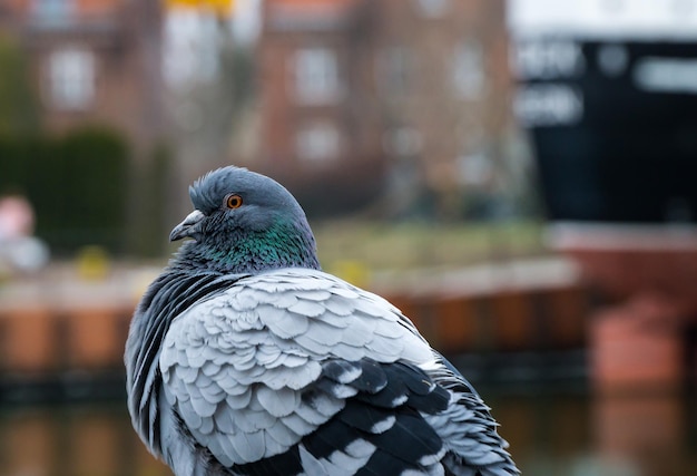 Photo close-up of pigeon perching outdoors