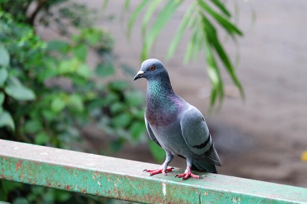 Close-up of pigeon perching on railing