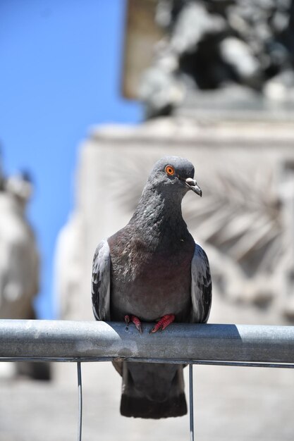 Foto close-up di un piccione appoggiato su una ringhiera