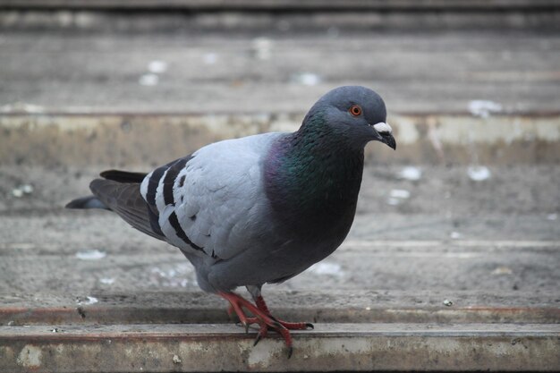 Photo close-up of pigeon perching on railing