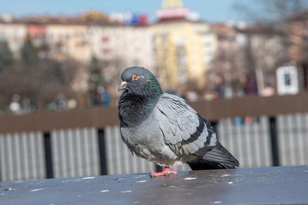 Близкий снимок голубя, сидящего на периле