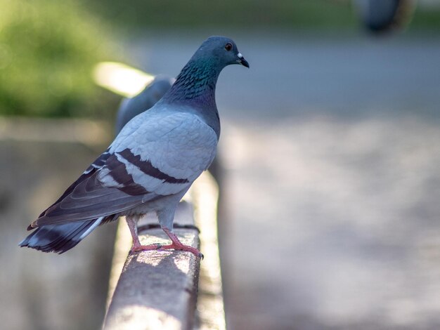 Photo close-up of pigeon perching on railing