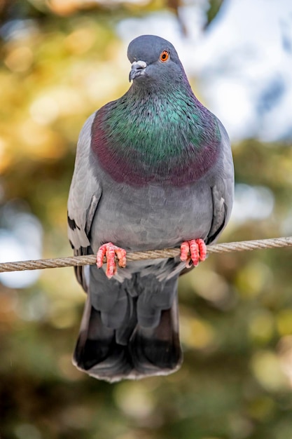 Photo close-up of pigeon perching on tree