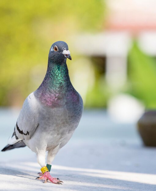 Foto close-up di un piccione appoggiato al muro